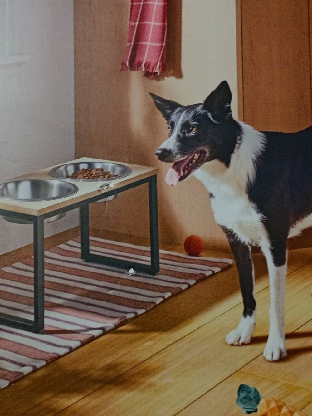 🐶BOOTS & BARKLEY~NIB Collapsible Elevated Feeder Double Dog Bowl 4 Cup capacity